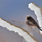 Black Rosy-Finch